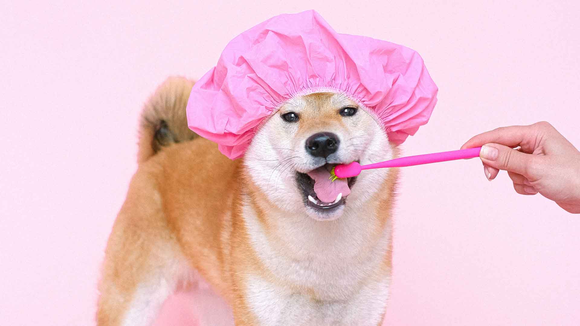 shibainu_mit_badekappe_und_zahnbürste