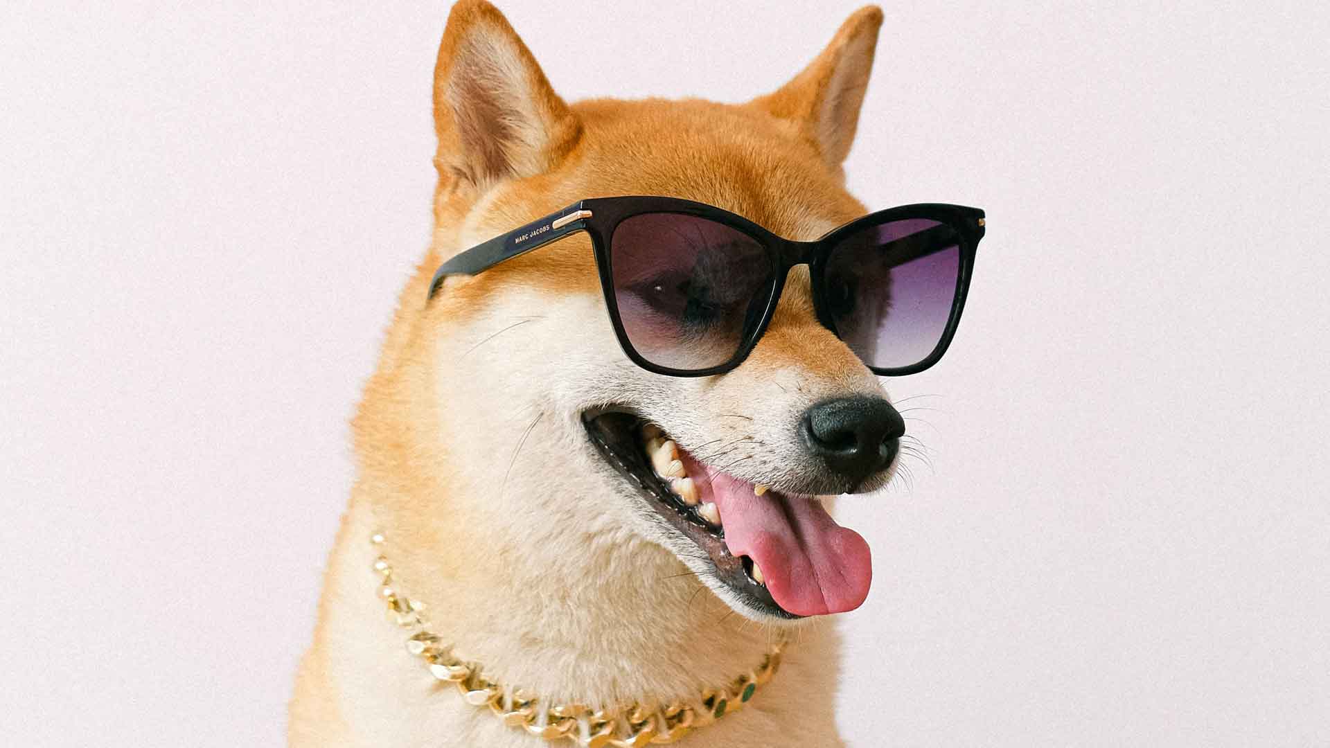 coverbild shibainu_mit_sonnenbrille_und_kette